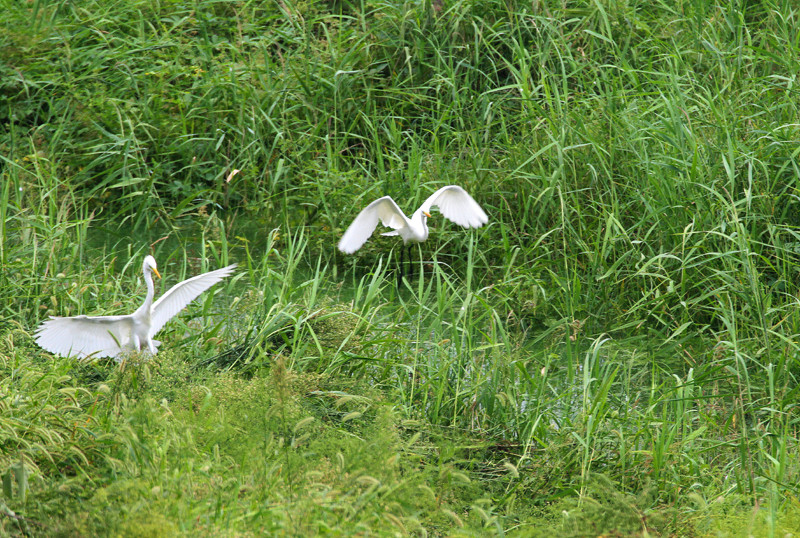 金秋画卷金堤河(图3)