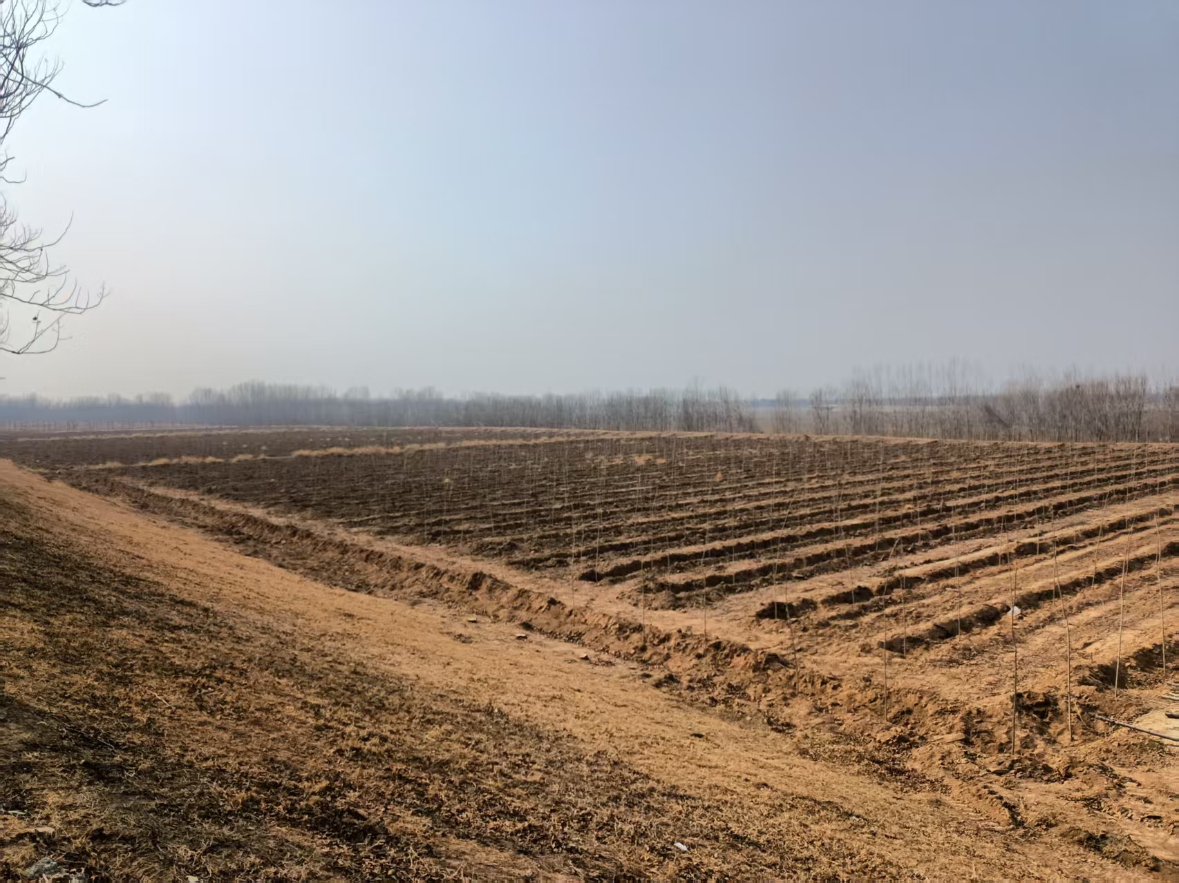 安澜东阿分公司与山东省林科院开启合作新篇章(图1)